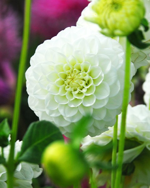 Dahlia White Aster9